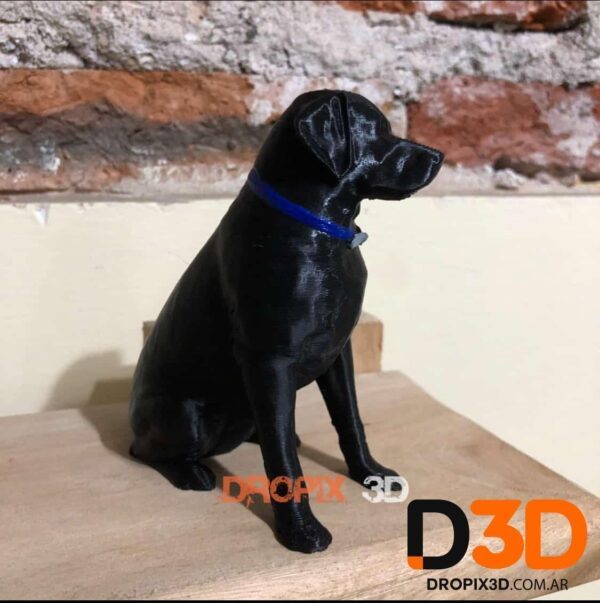 Perro Labrador - Imagen 7